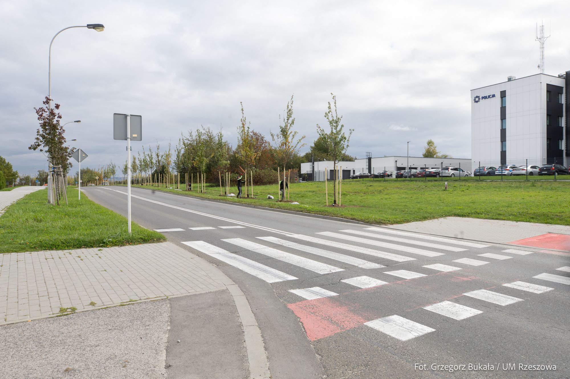 zdjęcie z nasadzień nowych drzew przy ul. Bydgoskiej w Rzeszowie, fot. Grzegorz Bukała, Urząd Miasta Rzeszowa